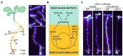 The Root Clock as a Signal Integrator System: Ensuring Balance for Survival